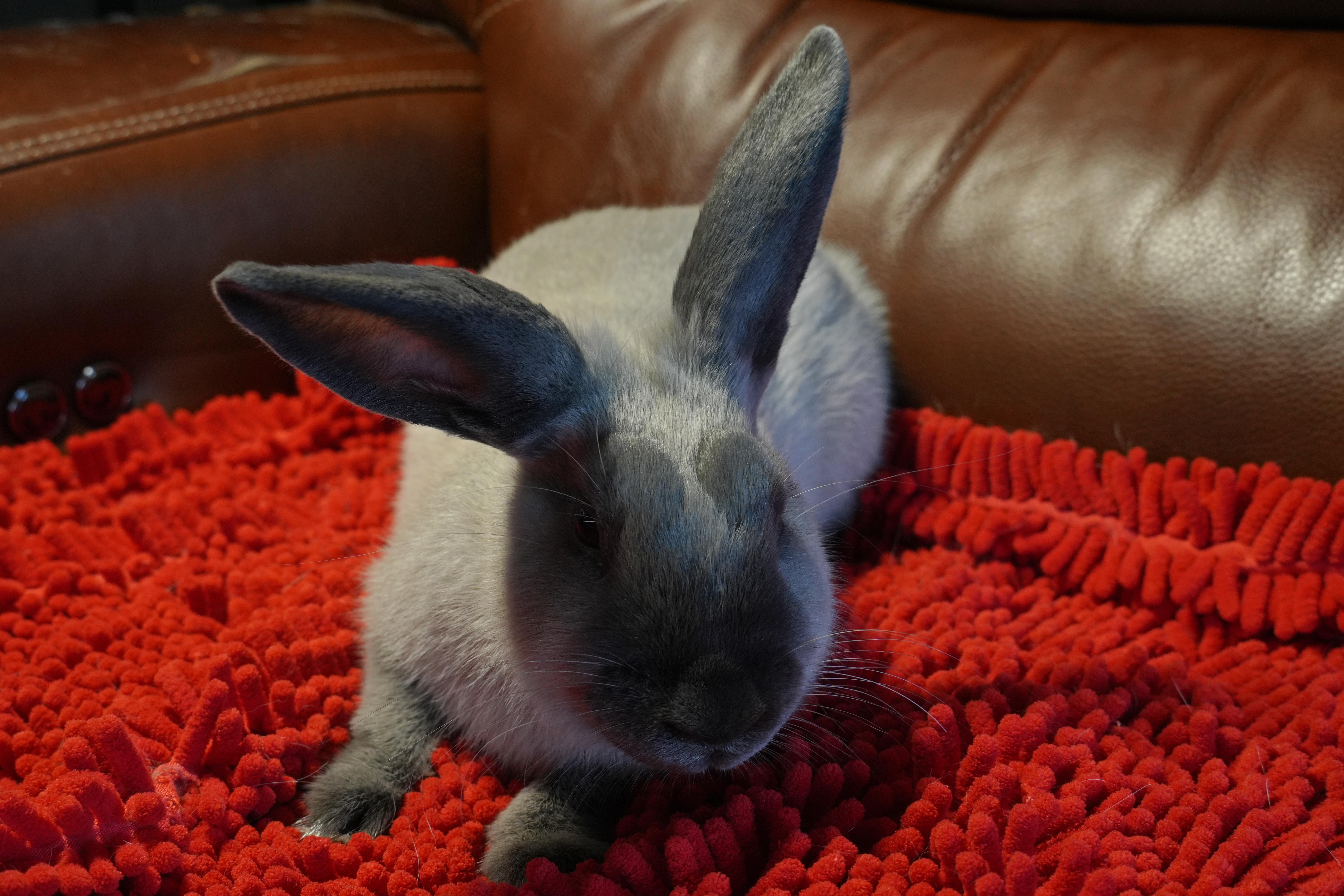 Enlarge Marie, a ADOPTABLE mixed breed in Garland, TX image 5/5
