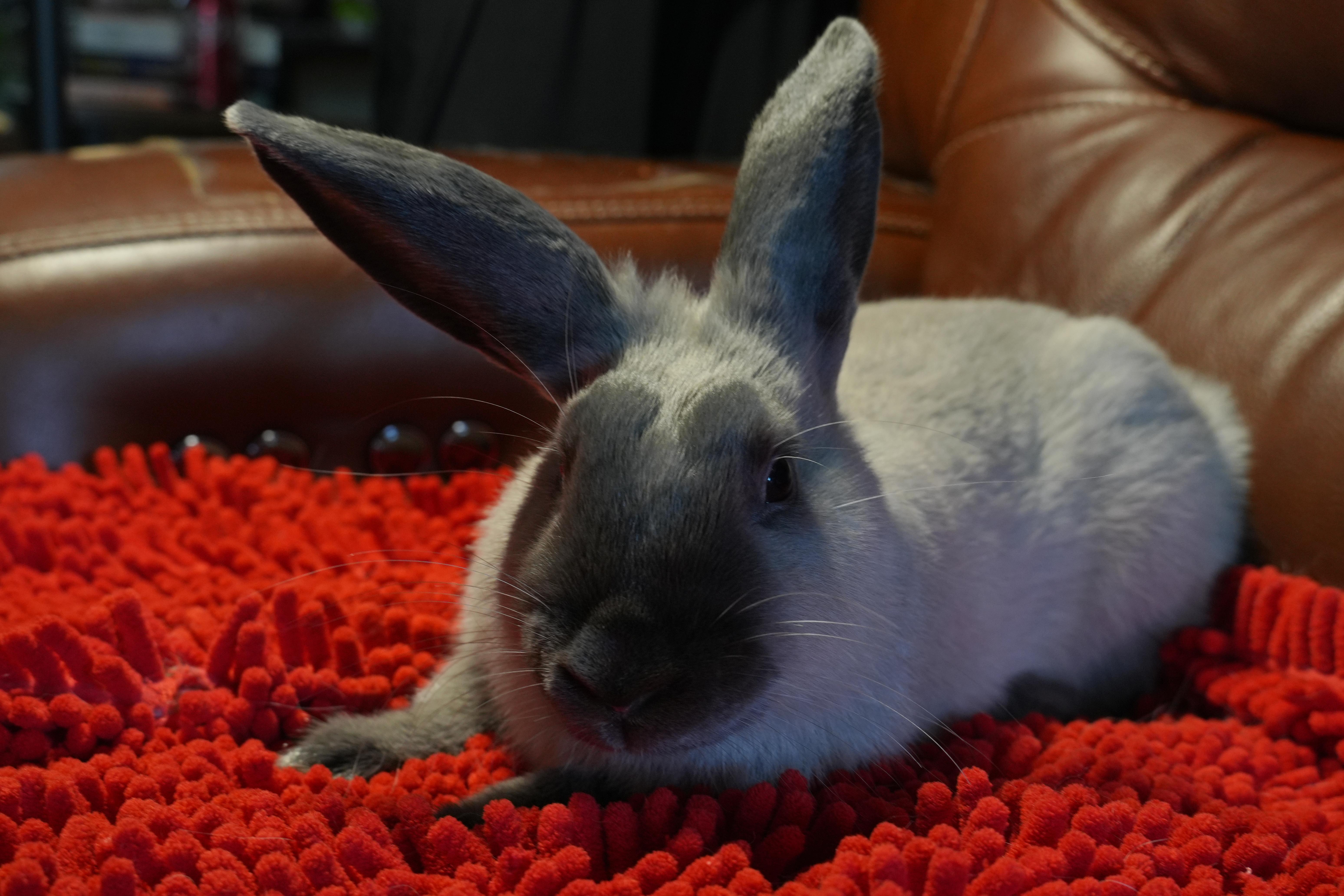 Marie, ADOPTABLE, Baby Female American.