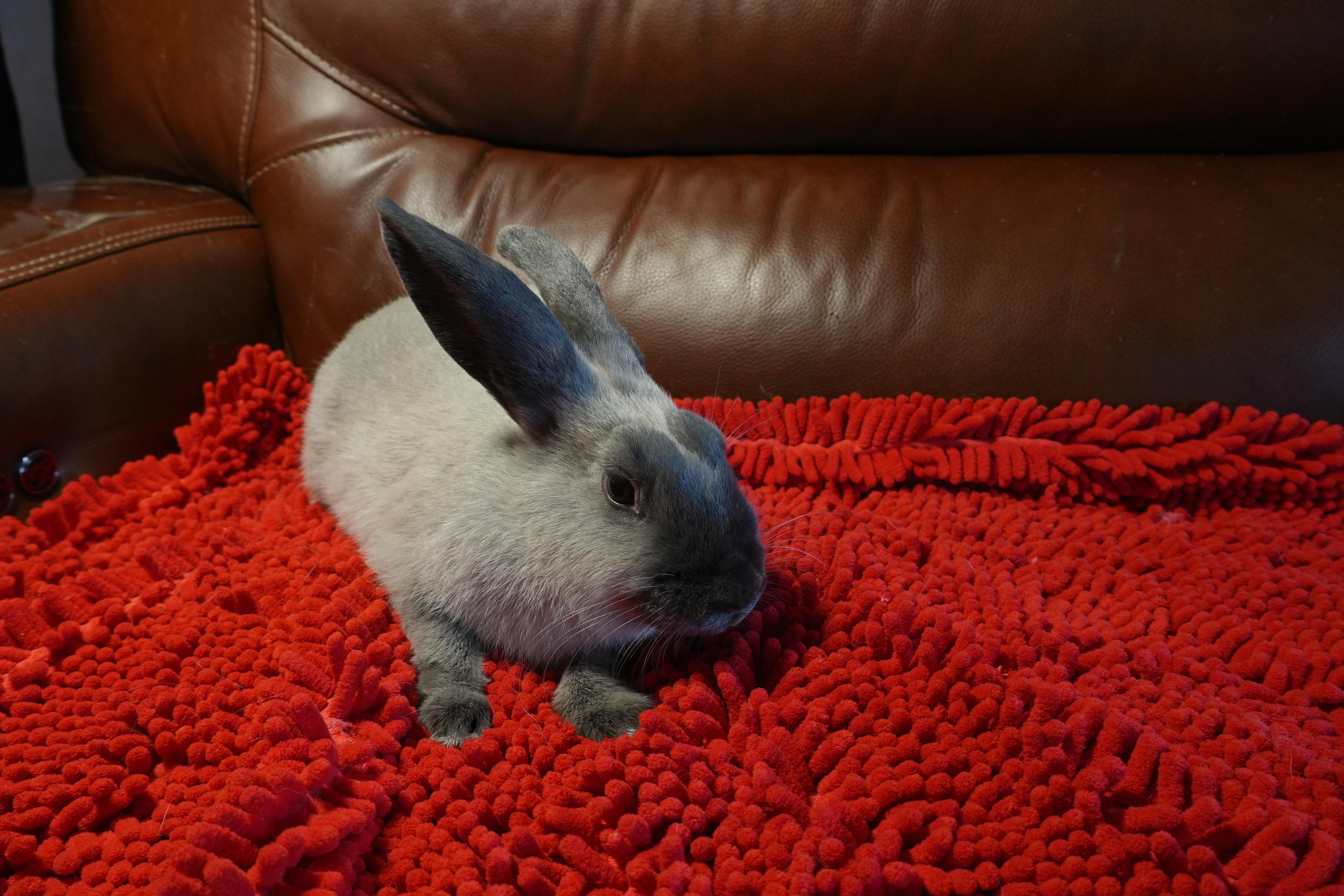 Enlarge Marie, a ADOPTABLE mixed breed in Garland, TX image 3/5