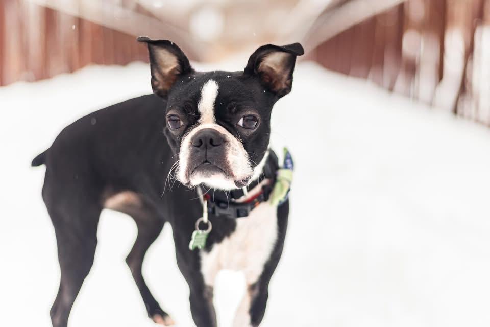 Enlarge Nimona, an adopted Boston Terrier in Drumbo, ON image 1/4