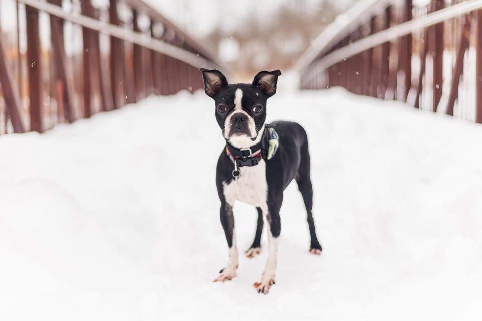 Enlarge Nimona, an adopted Boston Terrier in Drumbo, ON image 2/4