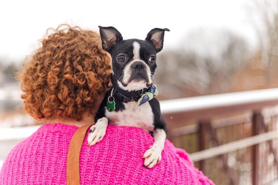 Enlarge Nimona, an adopted Boston Terrier in Drumbo, ON image 3/4