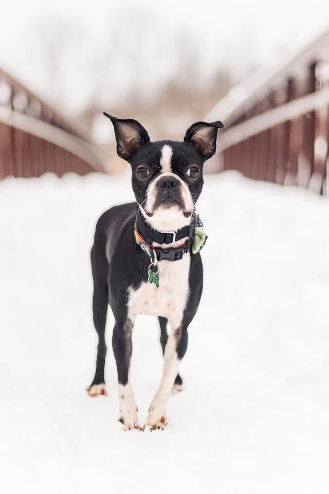 Enlarge Nimona, an adopted Boston Terrier in Drumbo, ON image 4/4