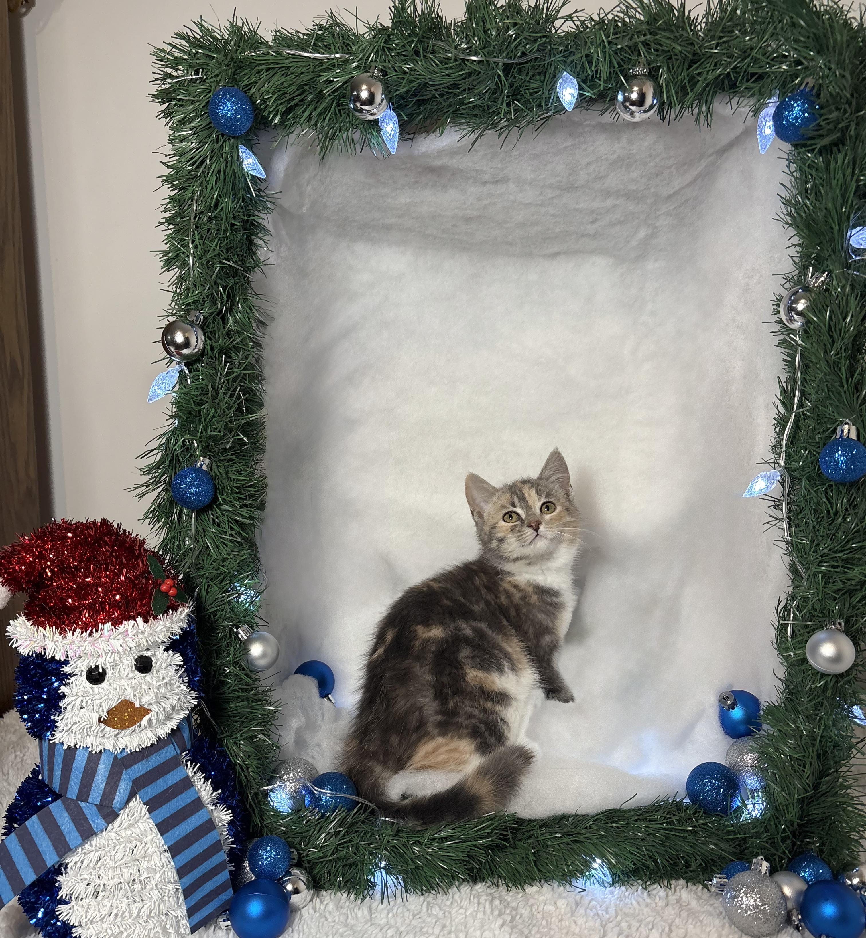 Enlarge JEANETTE, a Adoptable Domestic Short Hair in Tillsonburg, ON image 2/3