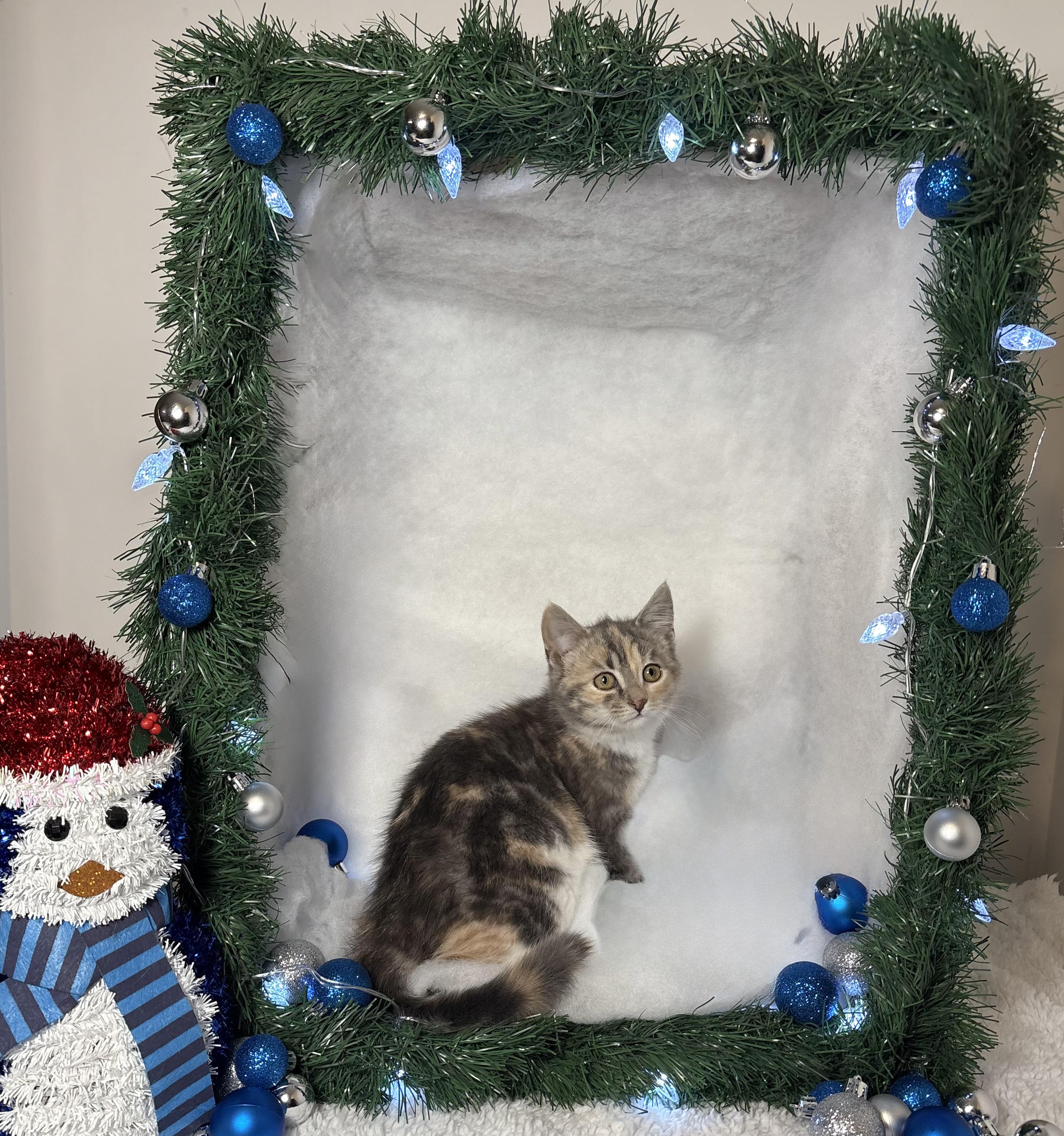 Enlarge JEANETTE, a Adoptable Domestic Short Hair in Tillsonburg, ON image 1/3