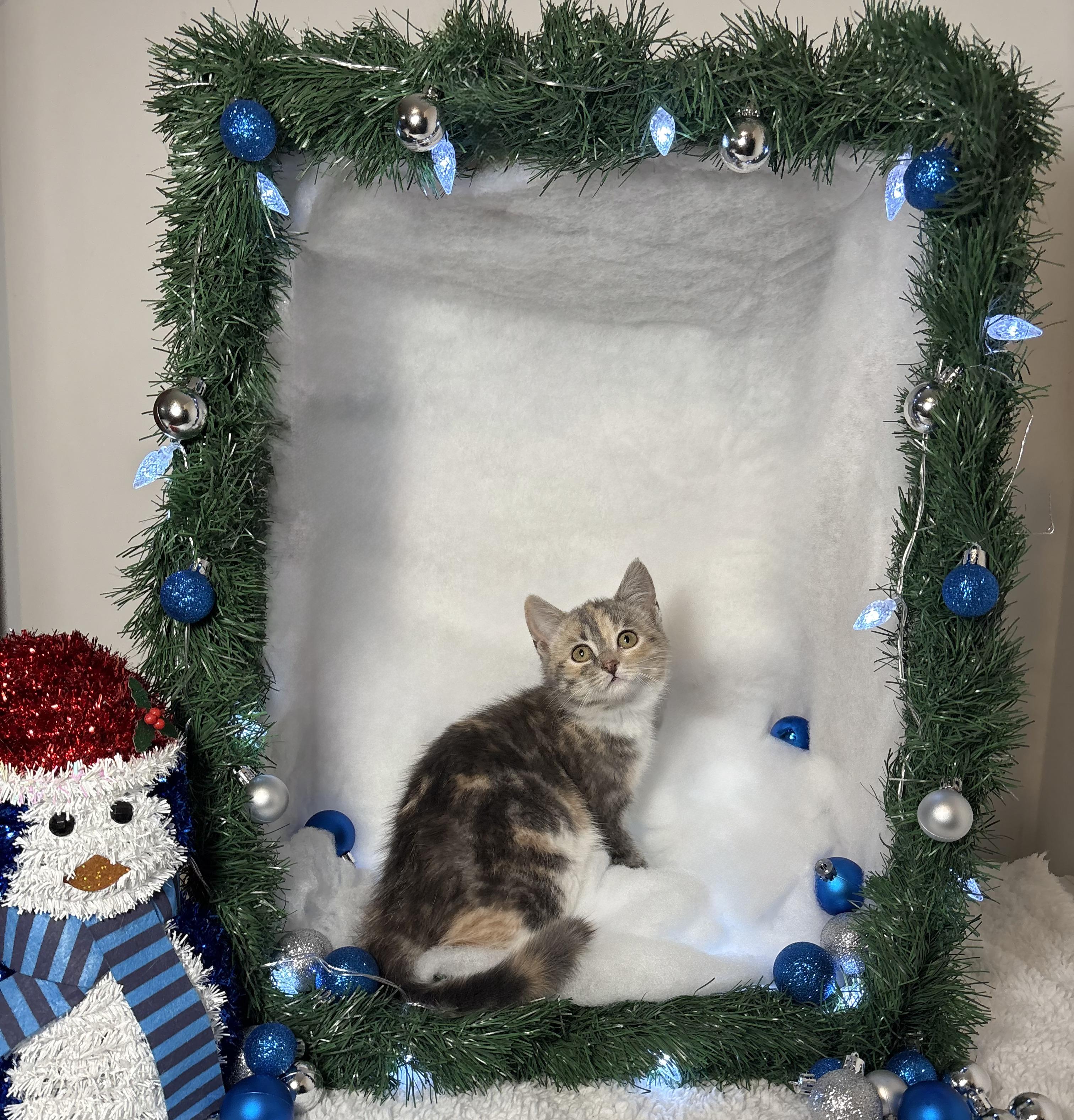 Enlarge JEANETTE, a Adoptable Domestic Short Hair in Tillsonburg, ON image 3/3