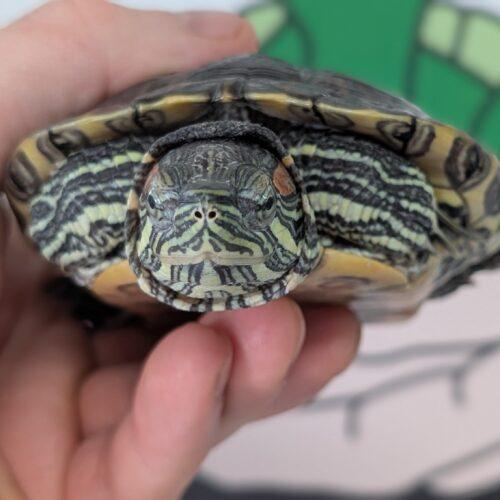 Ramon, Young Male Red-Eared Slider