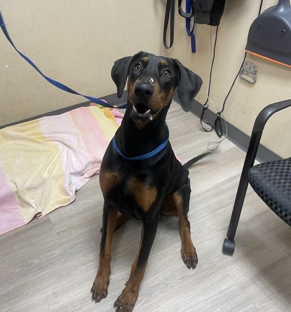 Batman, Adoptable, Adult Male Doberman Pinscher.