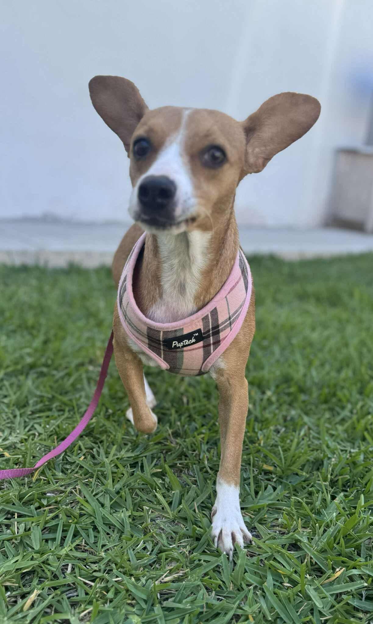 Sue, Adoptable, Young Female Chihuahua.