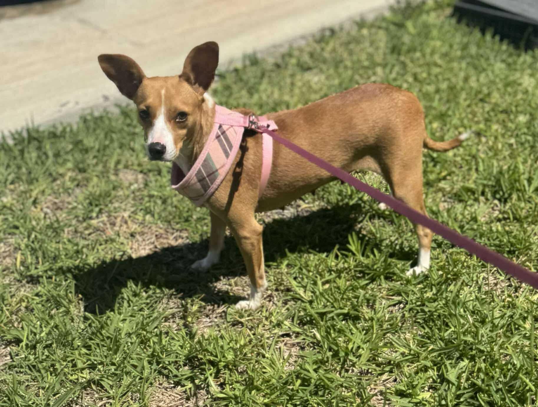 Enlarge Sue, a Adoptable Chihuahua in Puyallup, WA image 2/5