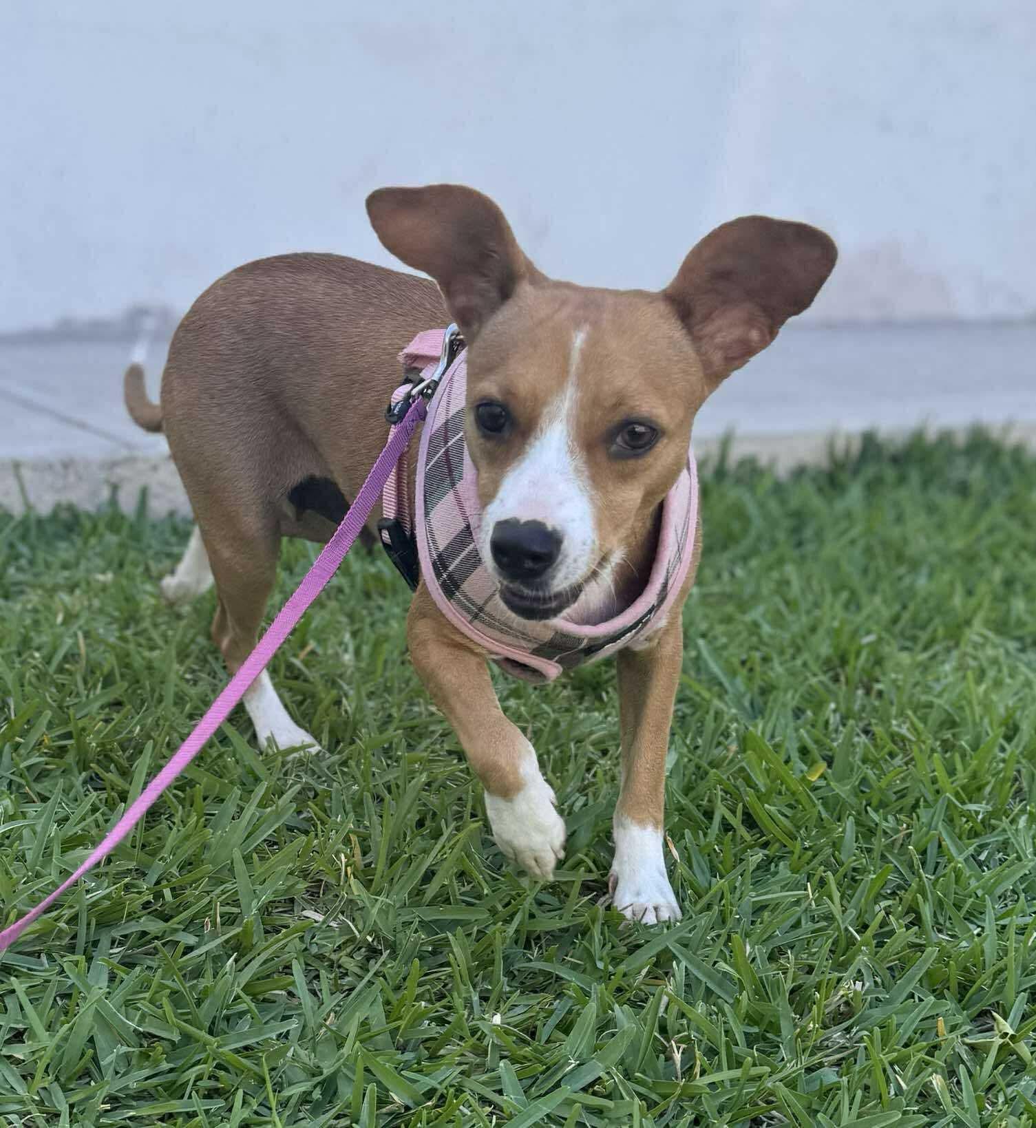 Enlarge Sue, a Adoptable Chihuahua in Puyallup, WA image 4/5