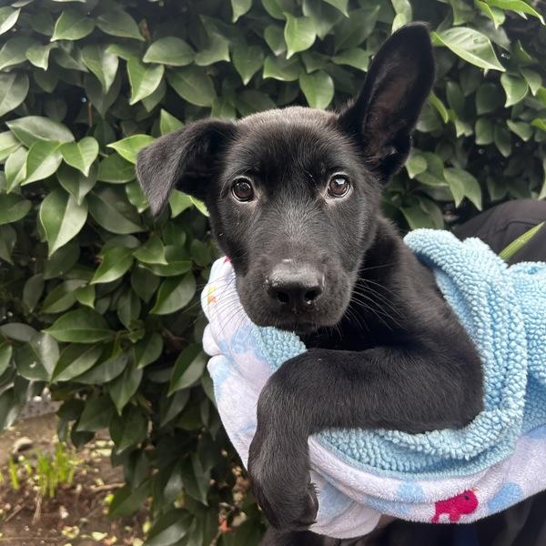 Fergus, Adoptable, Puppy Male Labrador Retriever.