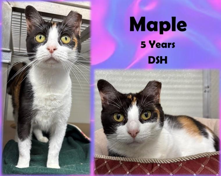 Maple, Adoptable, Adult Female Domestic Short Hair.