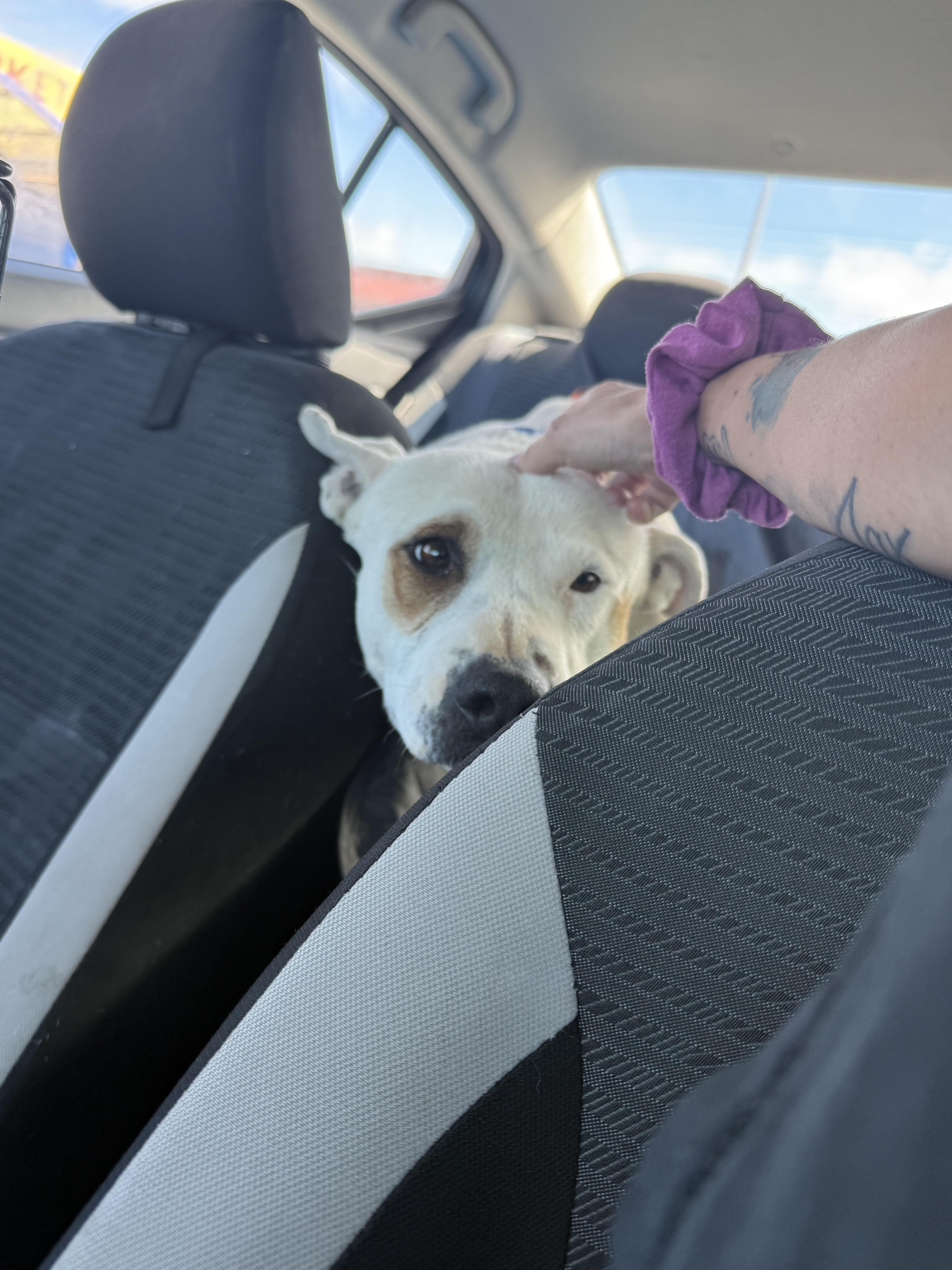 Enlarge Jamie, an adoptable mixed breed in Upland, CA image 5/5