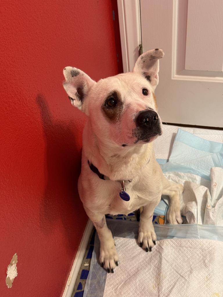 Enlarge Jamie, an adoptable mixed breed in Upland, CA image 4/5