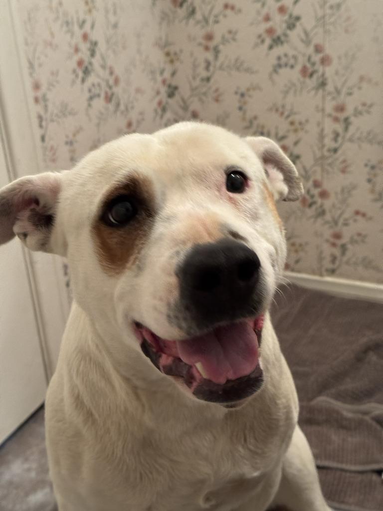 Enlarge Jamie, an adoptable mixed breed in Upland, CA image 2/5