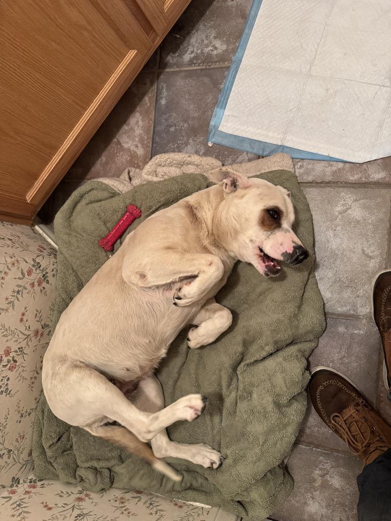 Enlarge Jamie, an adoptable mixed breed in Upland, CA image 3/5