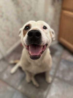 Enlarge Jamie, an adoptable mixed breed in Upland, CA image 1/5