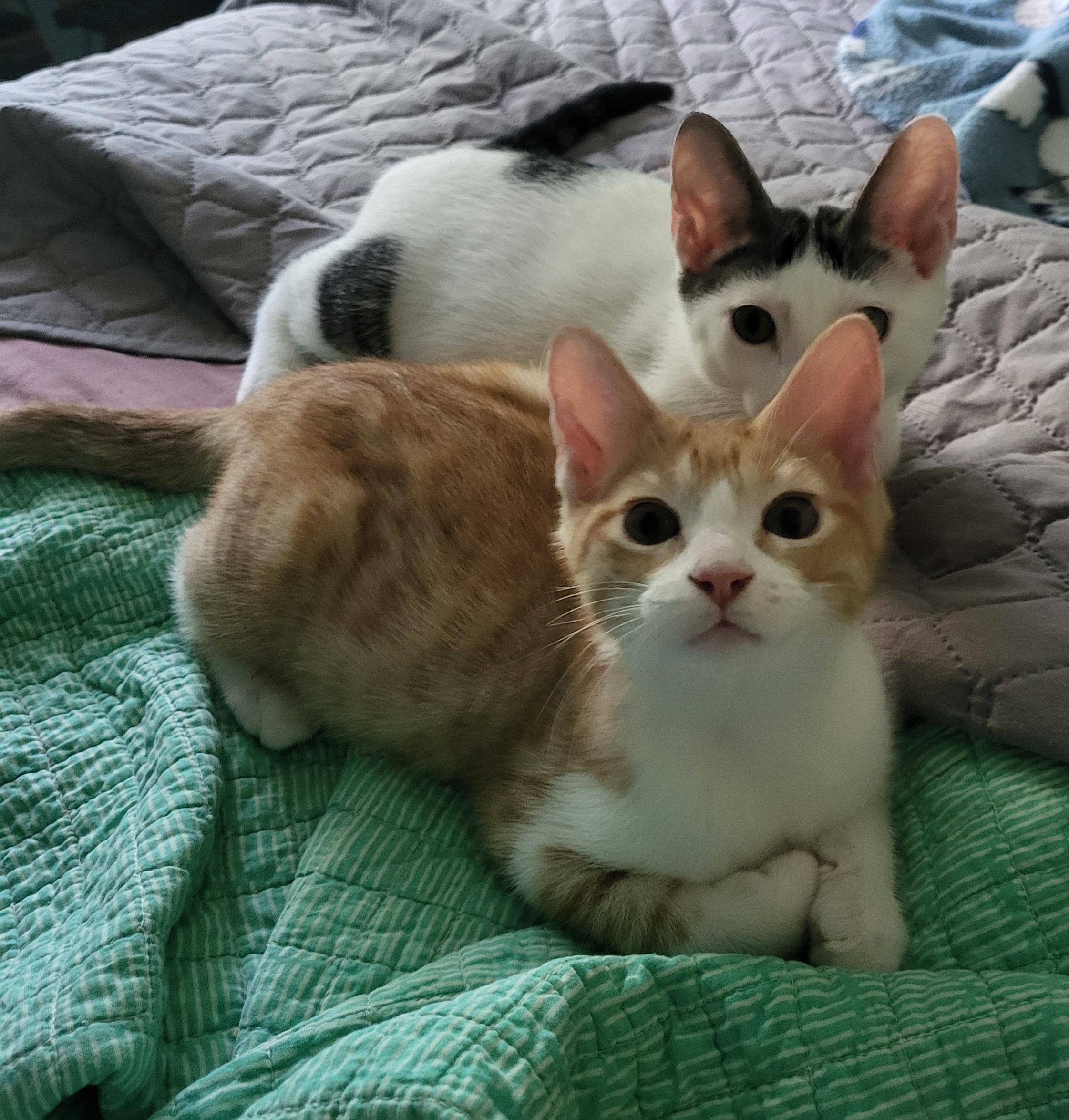 Charlie, Adopted, Kitten Male Domestic Short Hair.