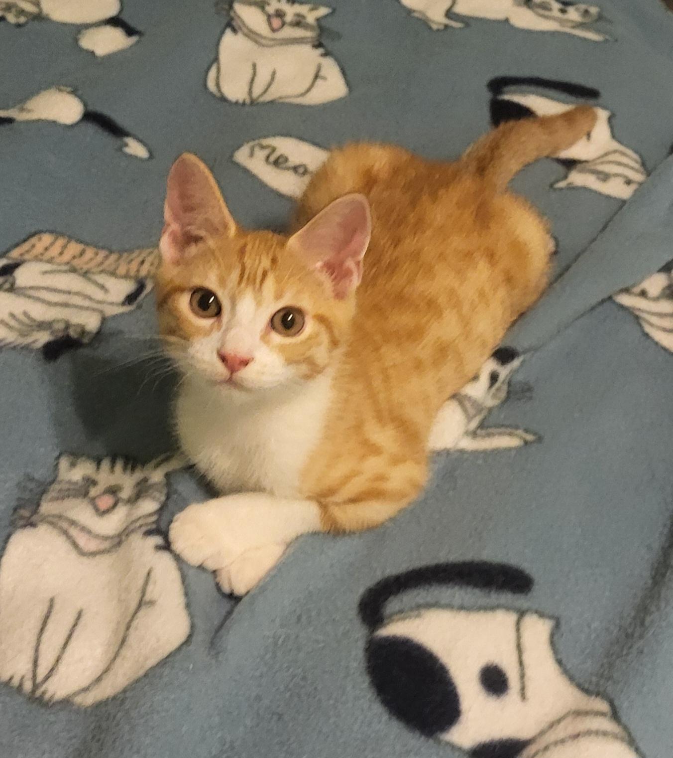 Charlie, a Adopted Domestic Short Hair in Bloomington, IN image 2/2