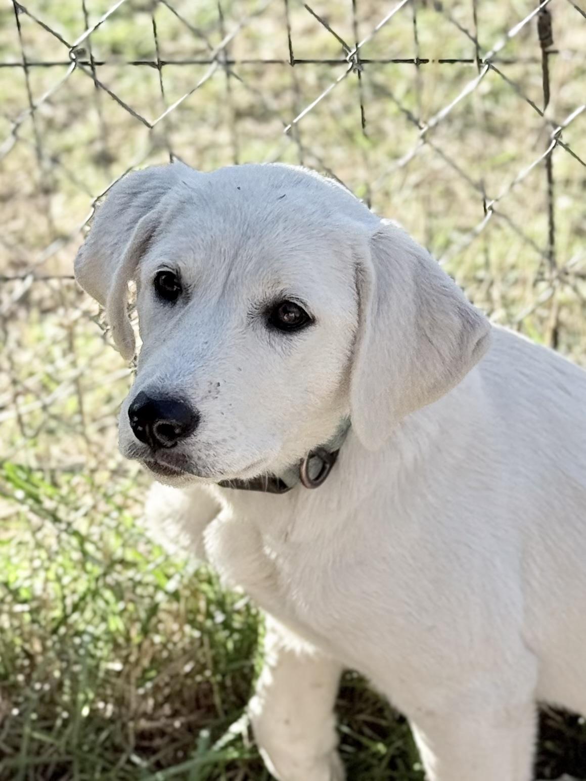Enlarge Hannah, a Adoptable Yellow Labrador Retriever in South Saint Paul, MN image 1/2