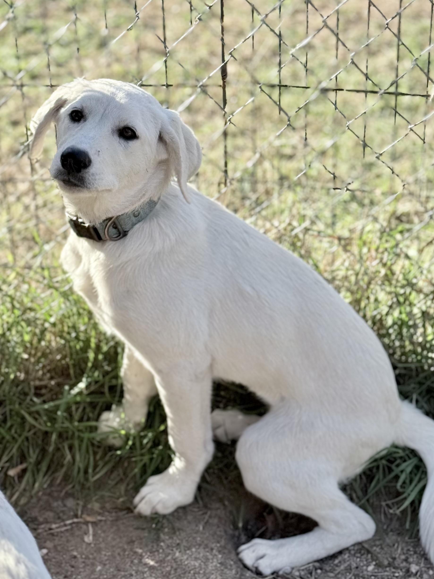 Enlarge Hannah, a Adoptable Yellow Labrador Retriever in South Saint Paul, MN image 2/2
