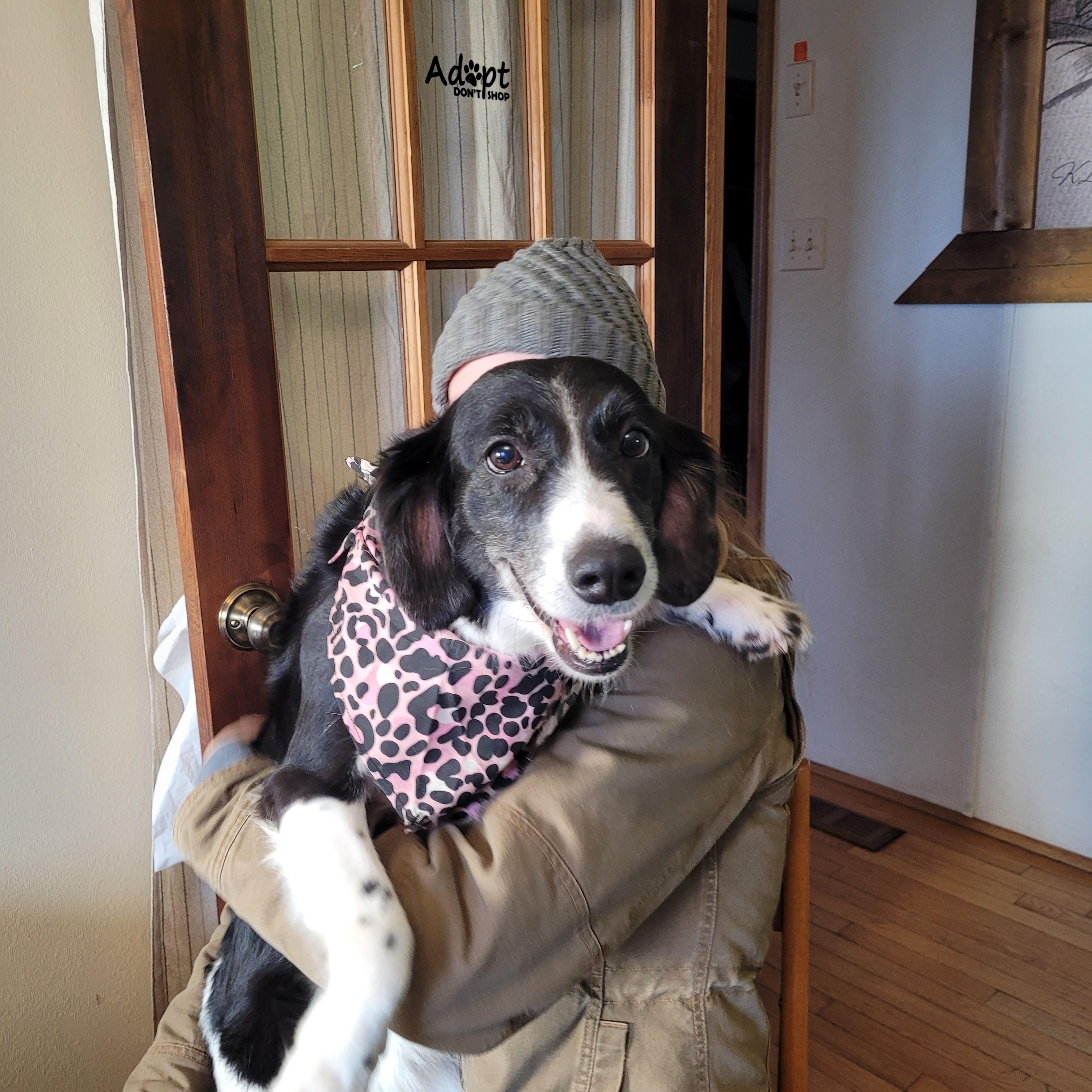 Enlarge Smidges, a hold mixed breed in Lacombe, AB image 1/2