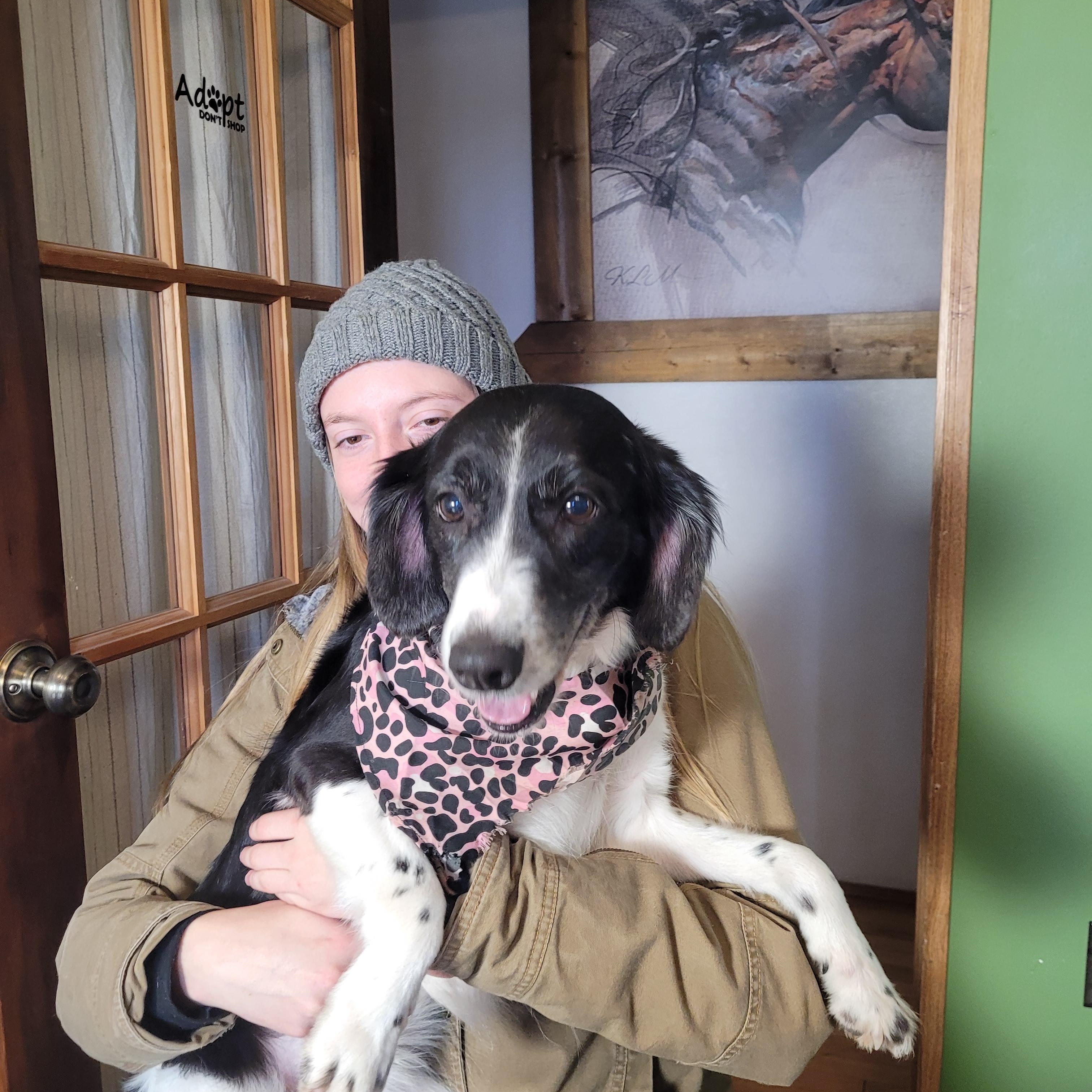 Enlarge Smidges, a hold mixed breed in Lacombe, AB image 2/2