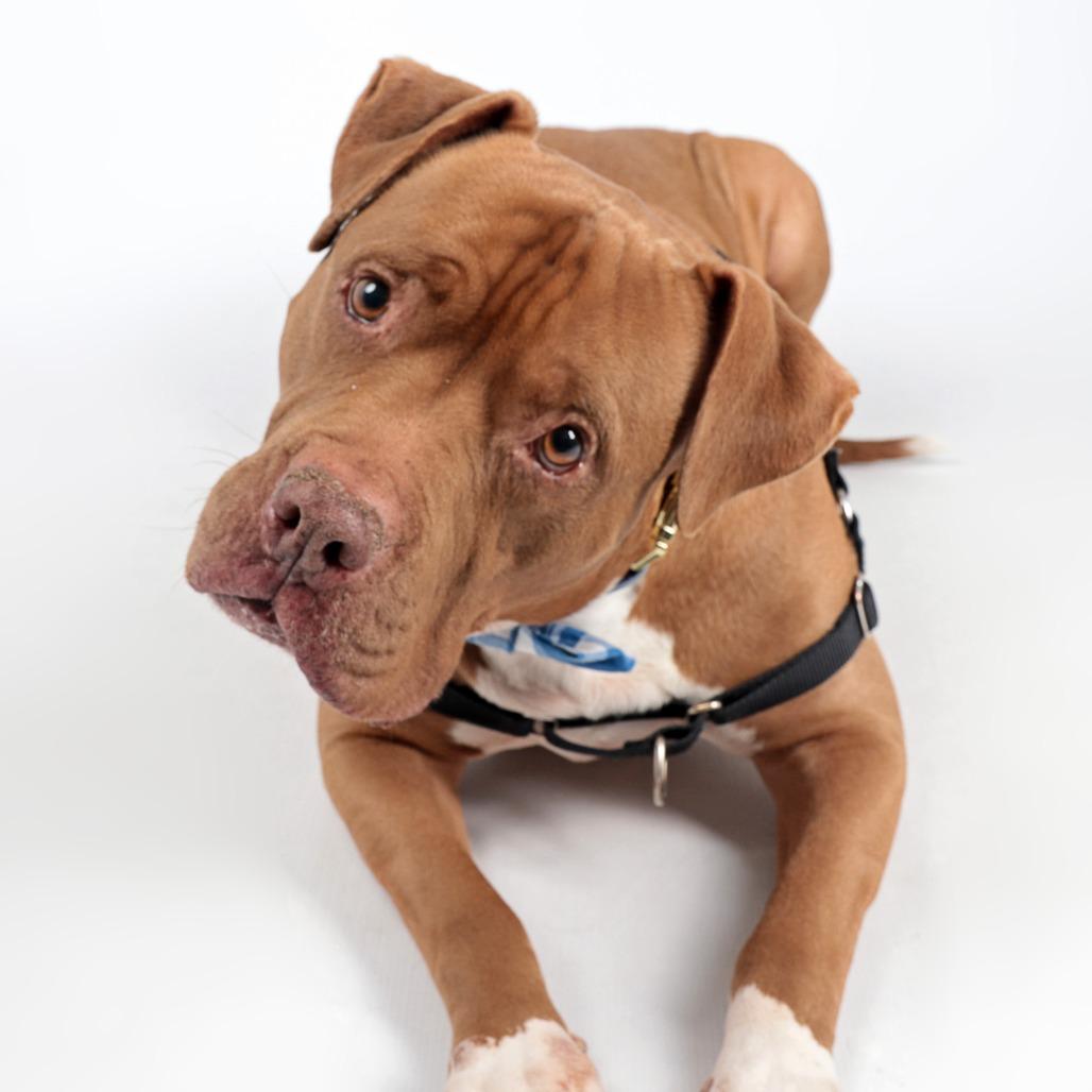 Enlarge Bruno, a Adoptable Mixed Breed in Murray, UT image 1/5