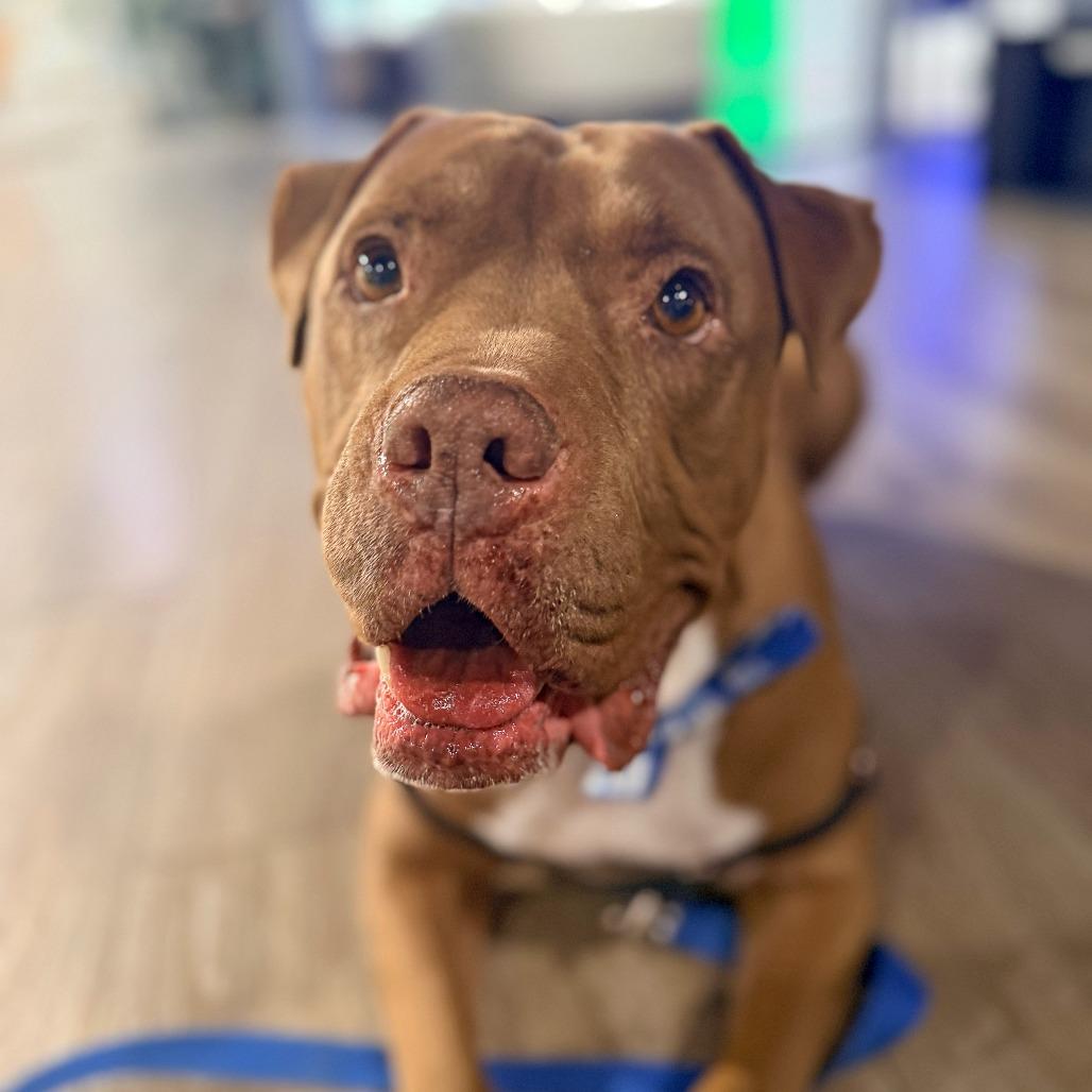 Enlarge Bruno, a Adoptable Mixed Breed in Murray, UT image 2/5