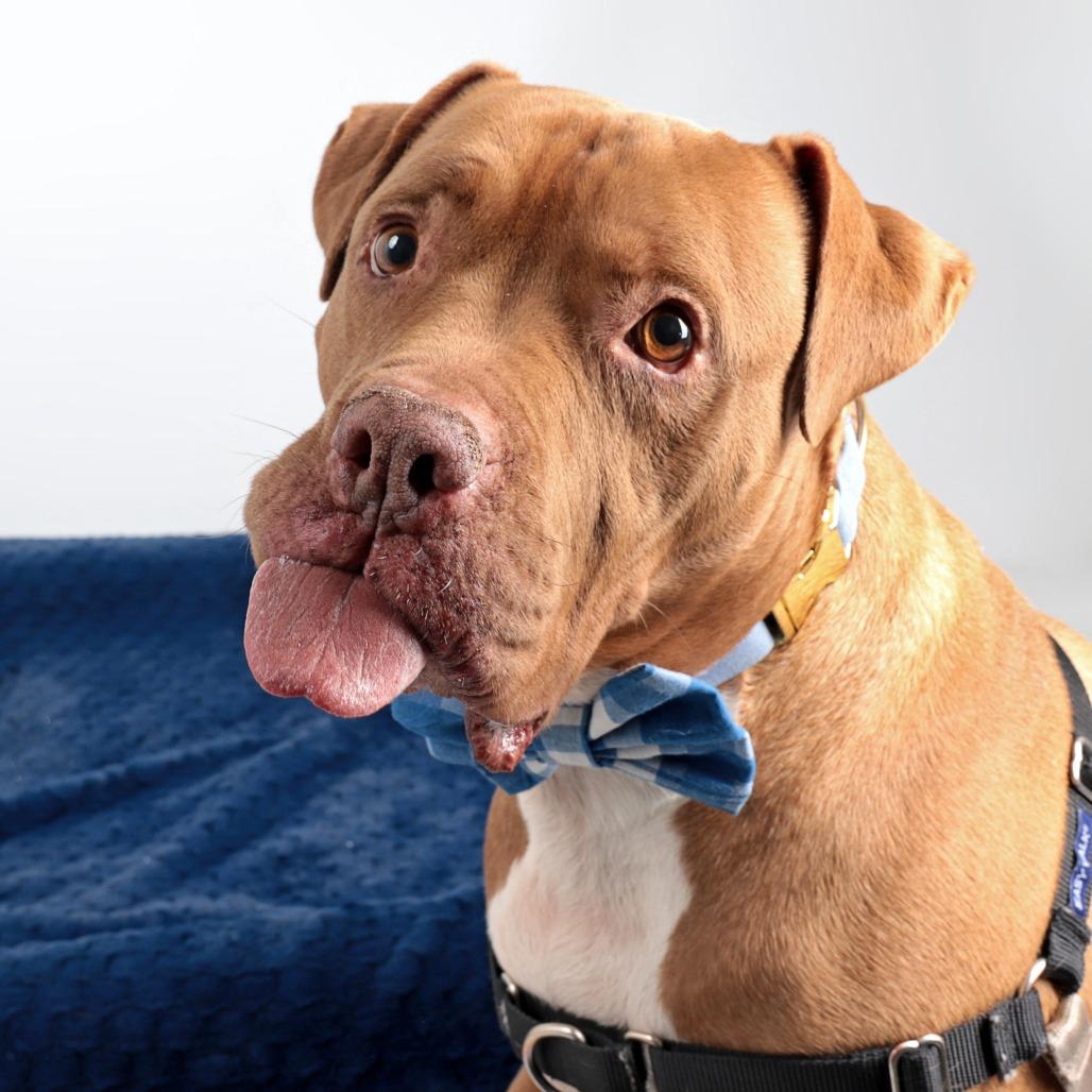 Enlarge Bruno, a Adoptable Mixed Breed in Murray, UT image 3/5