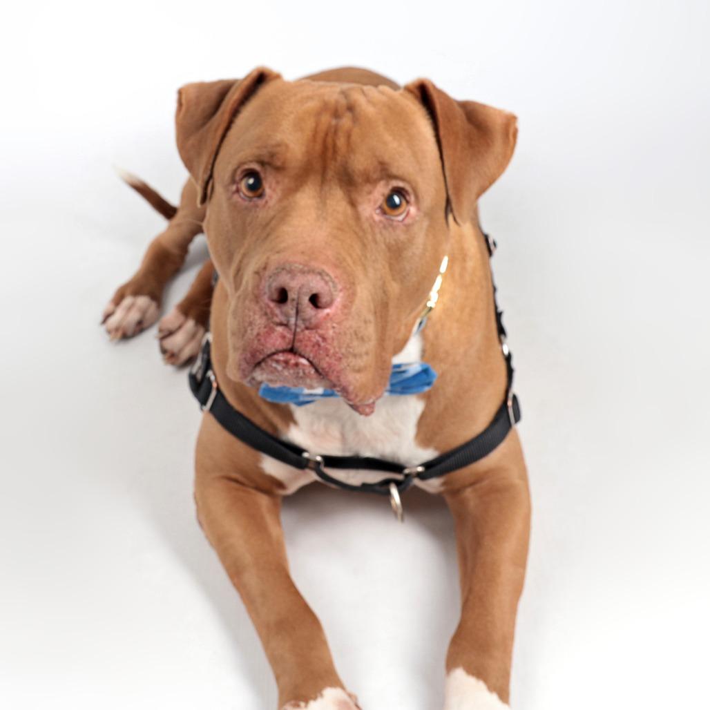 Enlarge Bruno, a Adoptable Mixed Breed in Murray, UT image 4/5