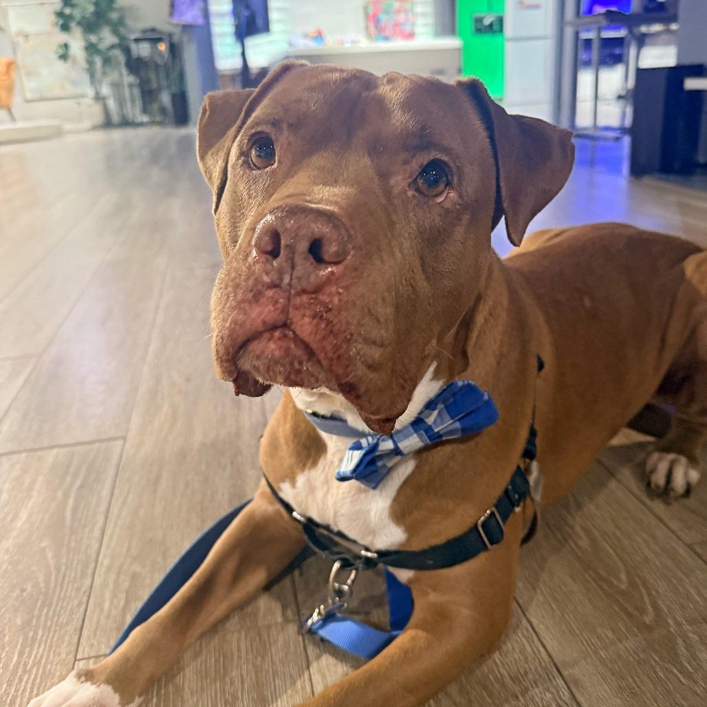 Enlarge Bruno, a Adoptable Mixed Breed in Murray, UT image 5/5