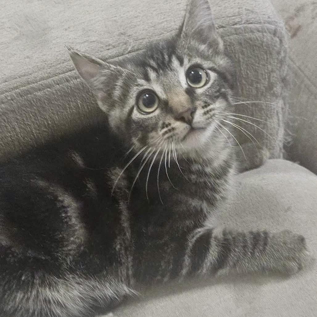 Junior, a Adoptable mixed breed in Pocatello, ID image 6/6