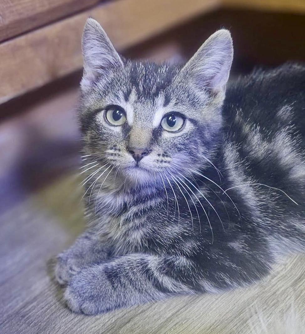 Junior, Adoptable, Kitten Male Domestic Medium Hair.