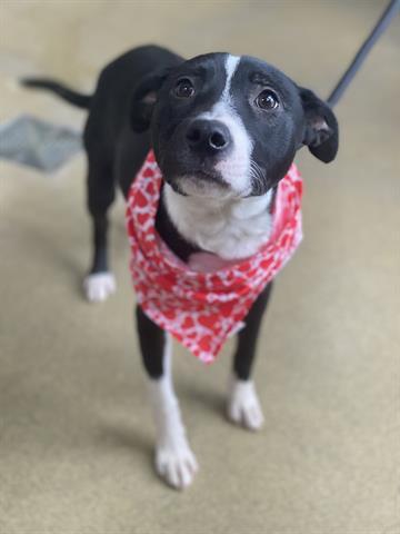 BEYBLADE, Adoptable, Young Male Pit Bull Terrier.