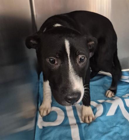 BEYBLADE, Adoptable, Young Male Pit Bull Terrier.