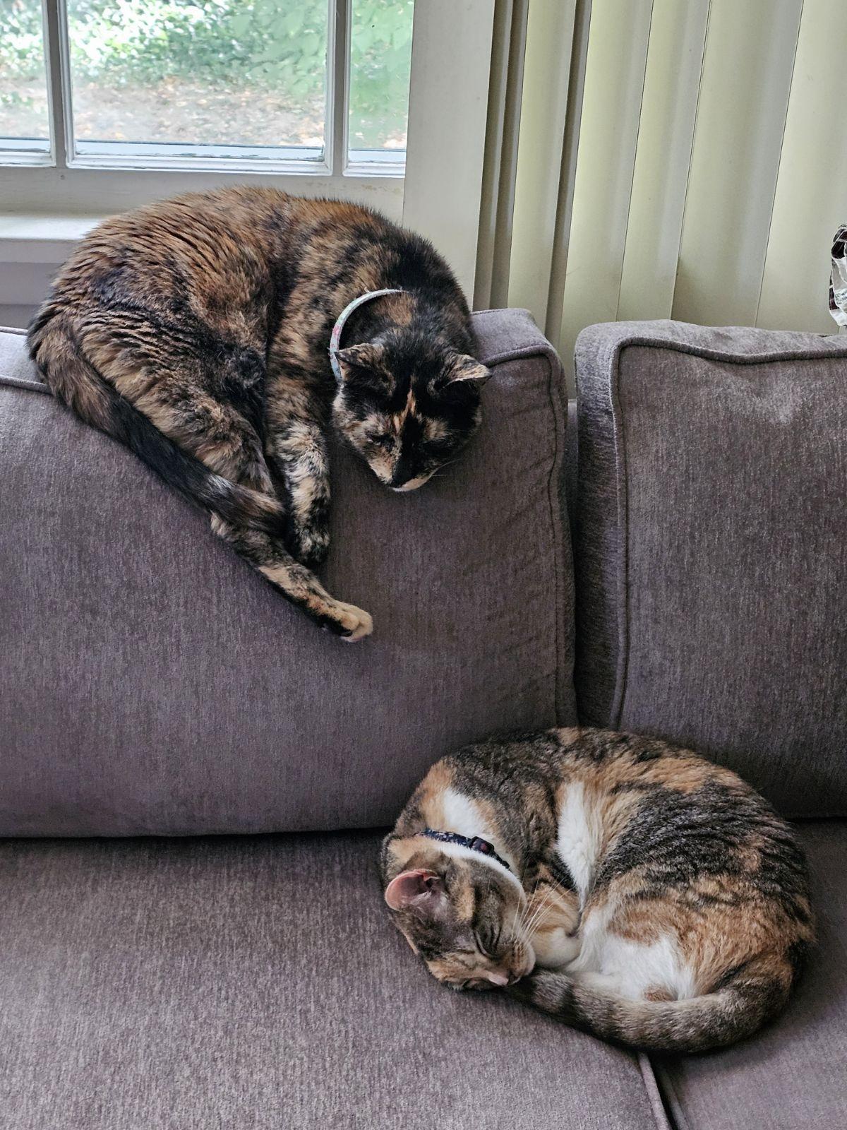 Kali And Keebler thumbnail 5