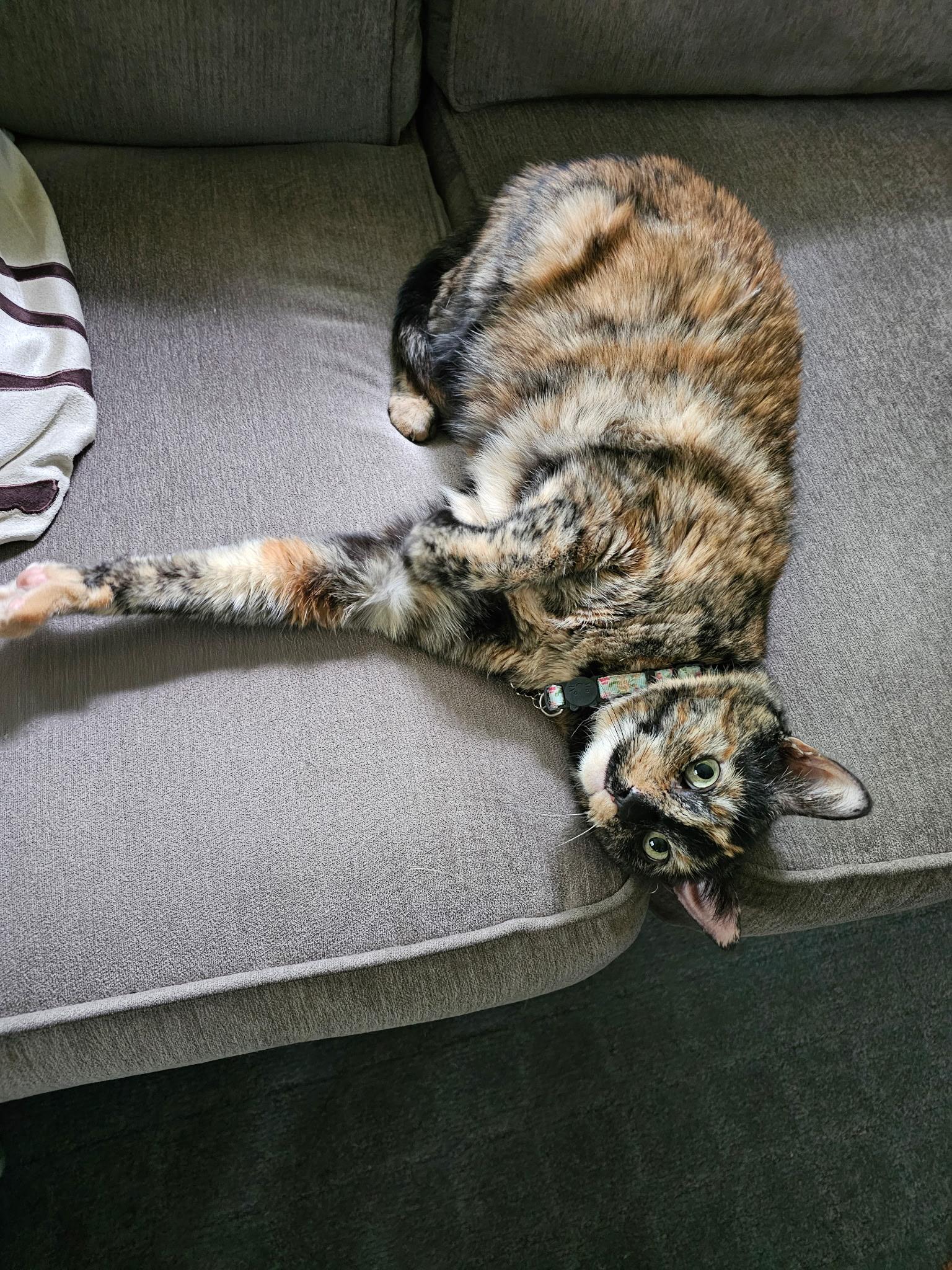 Kali And Keebler thumbnail 6