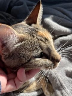 Lil Moma, Adoptable, Adult Female Tabby & Calico.