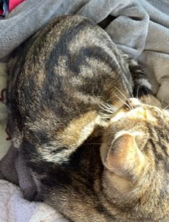 Enlarge Lil Moma, a Adoptable mixed breed in Mesquite, TX image 2/6