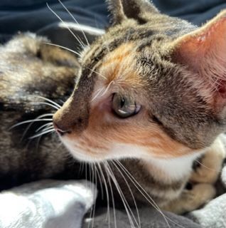 Enlarge Lil Moma, a Adoptable mixed breed in Mesquite, TX image 3/6