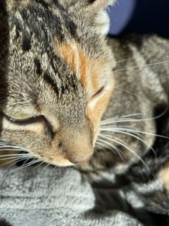 Lil Moma, Adoptable, Adult Female Tabby & Calico.