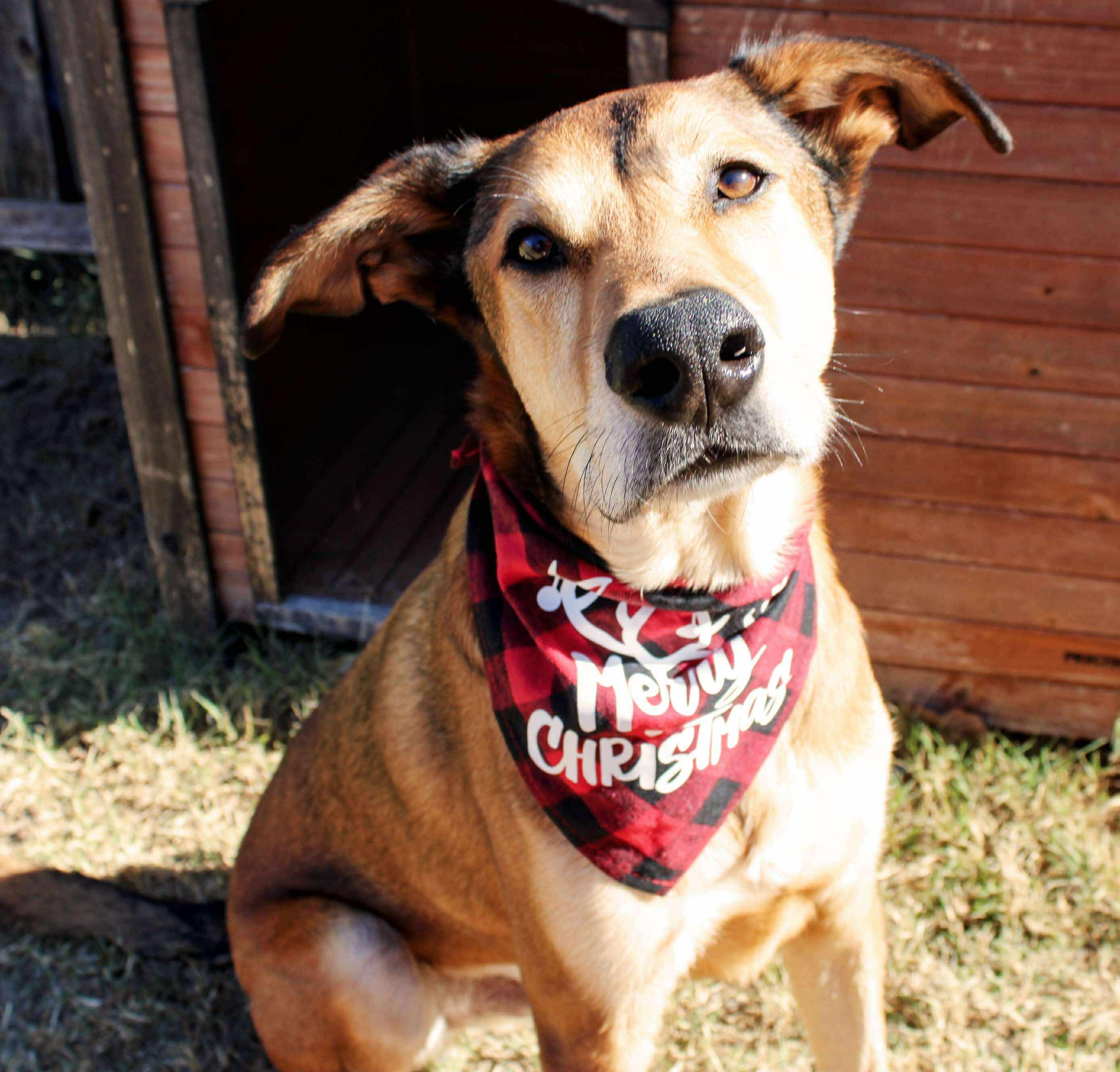 Enlarge Gilly, a ADOPTABLE mixed breed in Fort Worth, TX image 2/6