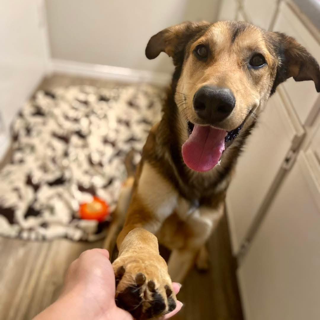 Enlarge Gilly, a ADOPTABLE mixed breed in Fort Worth, TX image 6/6