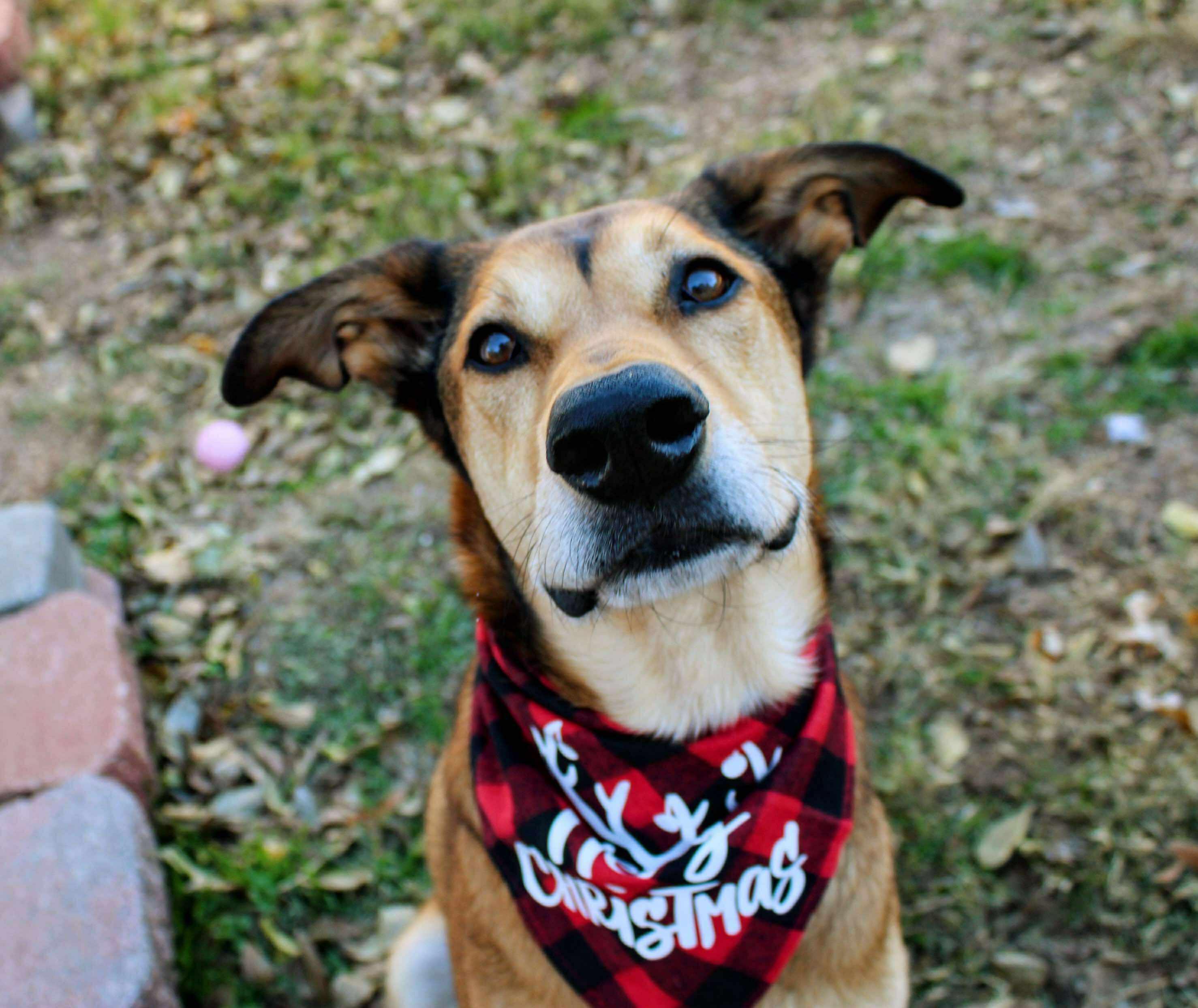 Enlarge Gilly, a ADOPTABLE mixed breed in Fort Worth, TX image 1/6