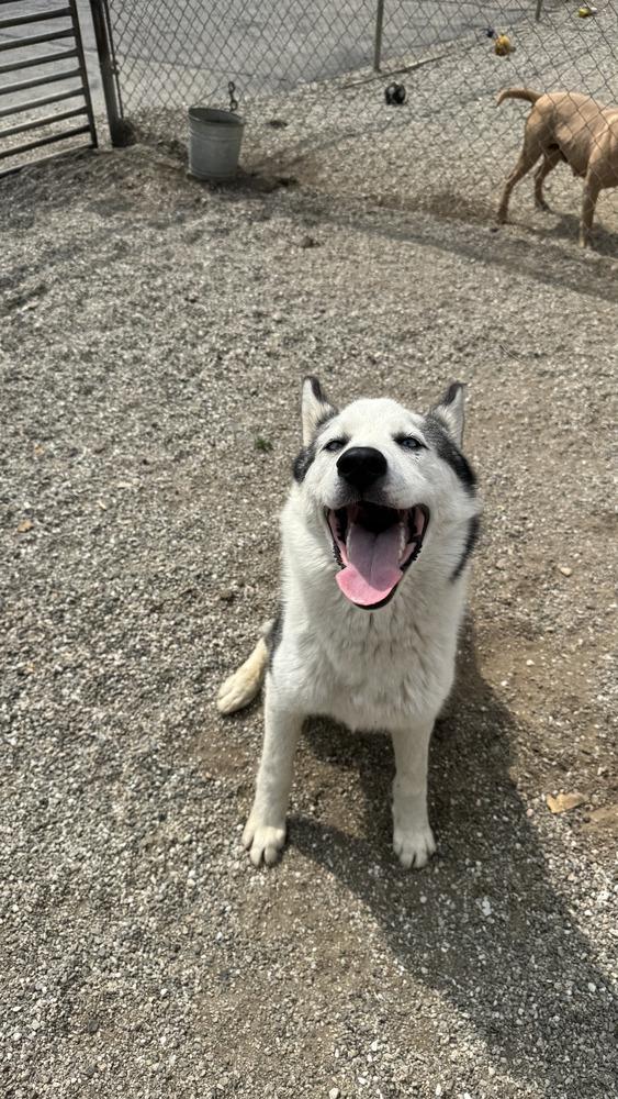 Enlarge Thomas, a Adoptable mixed breed in Ontario, CA image 1/2