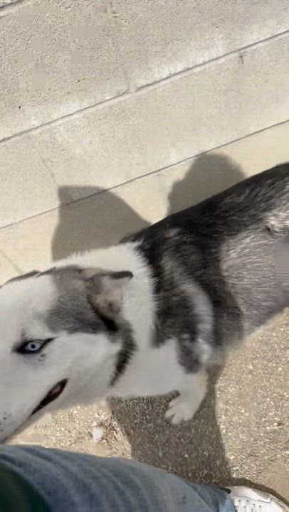 Enlarge Thomas, a Adoptable mixed breed in Ontario, CA video 2/2