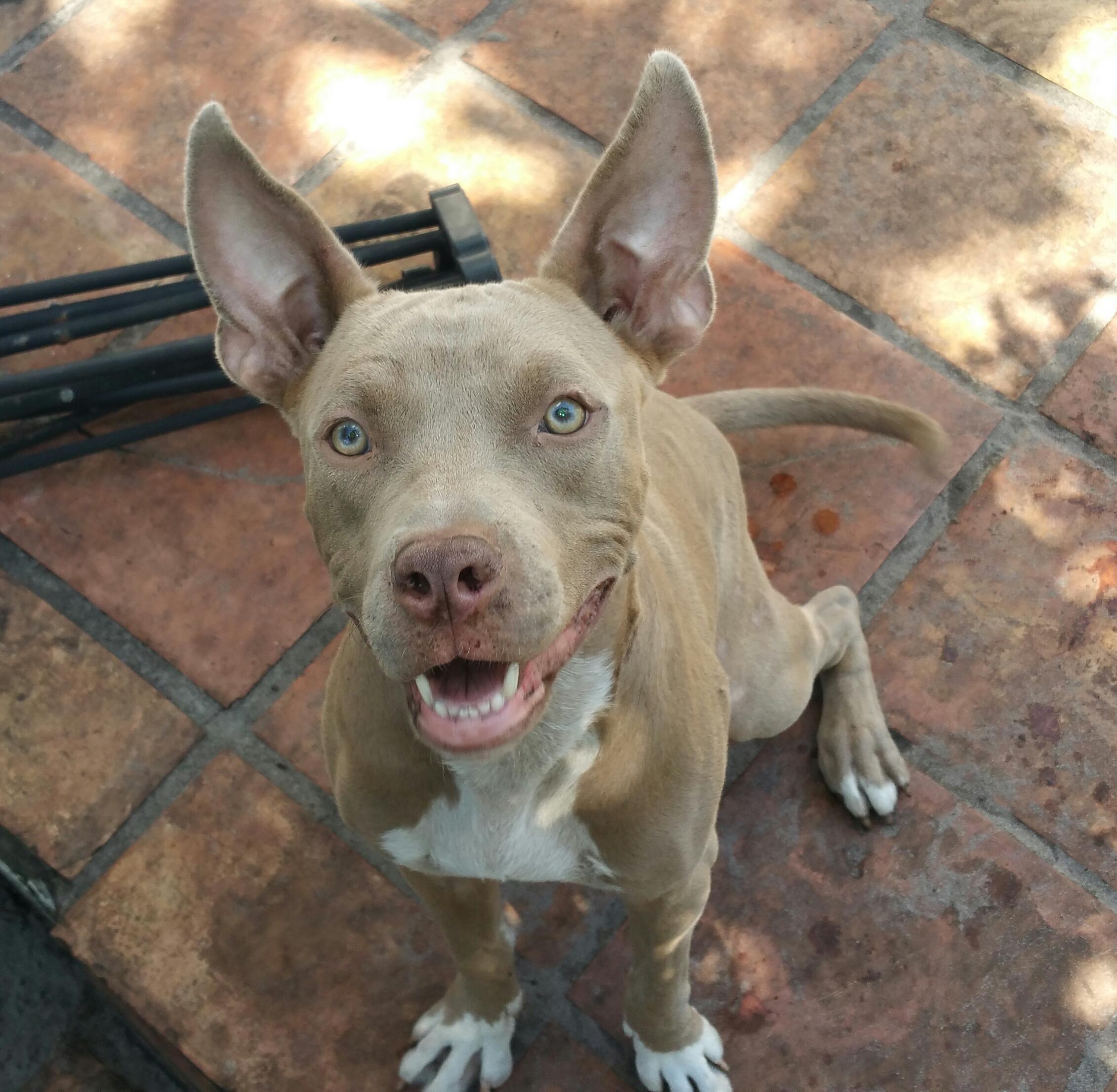 Dumbo preferably with Lady, Adoptable, Senior Male Pit Bull Terrier.