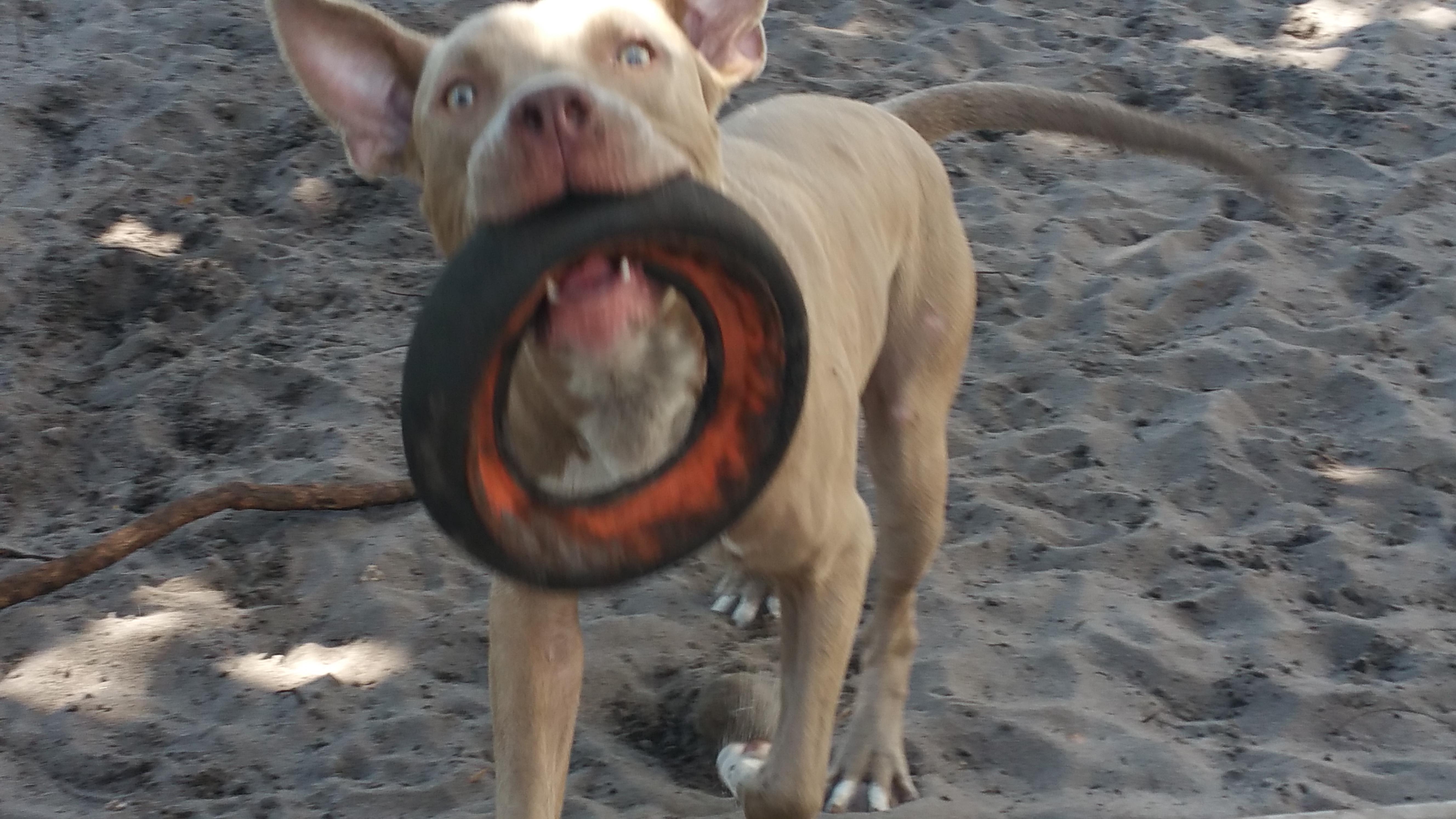 Dumbo preferably with Lady, a Adoptable Pit Bull Terrier in West Palm Beach, FL image 2/6